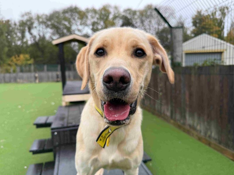 Tucker | Retriever (Labrador) | Glasgow - 1