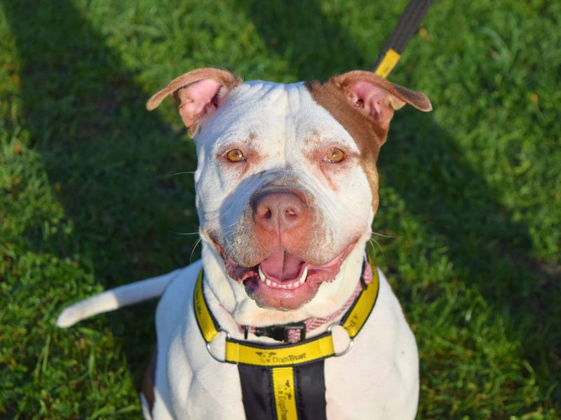 Staffordshire Bull Terrier for adoption in Uxbridge, London – 2 years old - Image 2 of 2