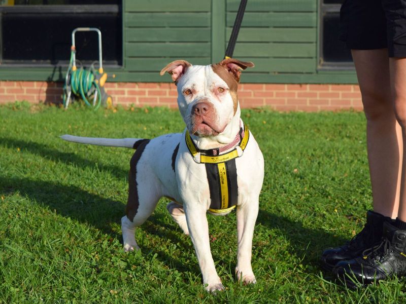 Pudding | Terrier (Staffordshire Bull) Cross | Harefield West London - 1
