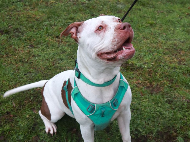 undefined | Terrier (Staffordshire Bull) Cross | undefined - 4