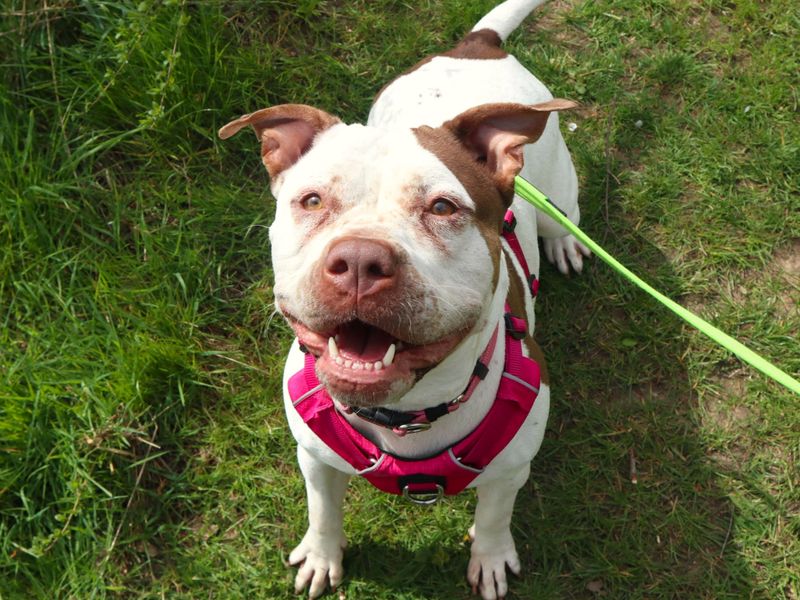 Pudding | Terrier (Staffordshire Bull) Cross | Harefield West London - 1