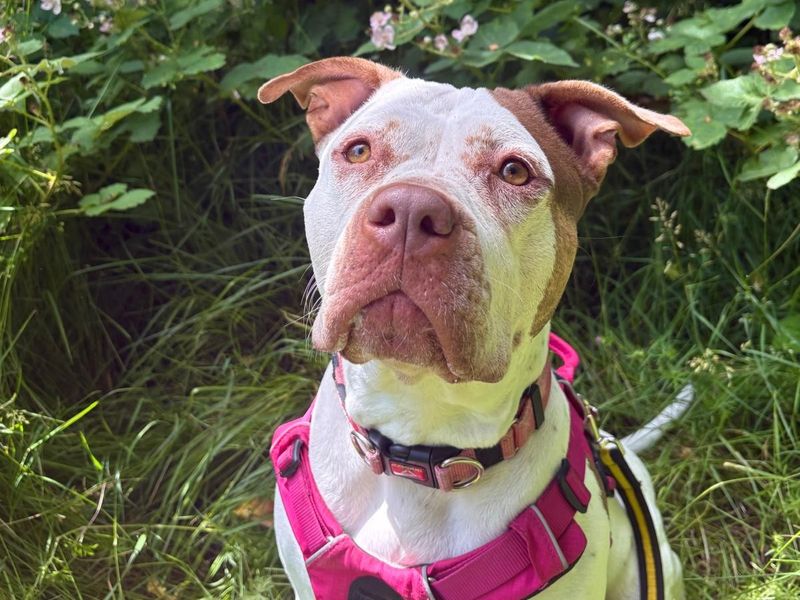 Pudding | Terrier (Staffordshire Bull) Cross | Harefield West London - 6