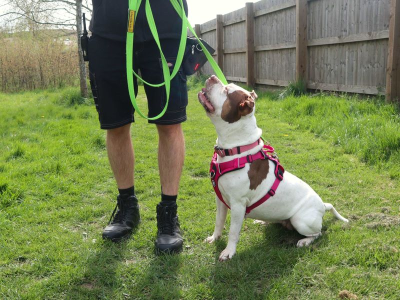 Pudding | Terrier (Staffordshire Bull) Cross | Harefield West London - 5