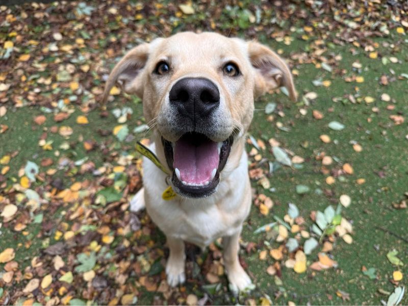 Toby | Retriever (Labrador) | Glasgow - 1