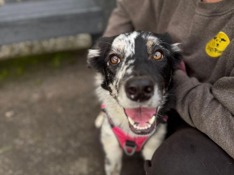 Mabel | Collie (Border) | Bridgend (Wales) - 1
