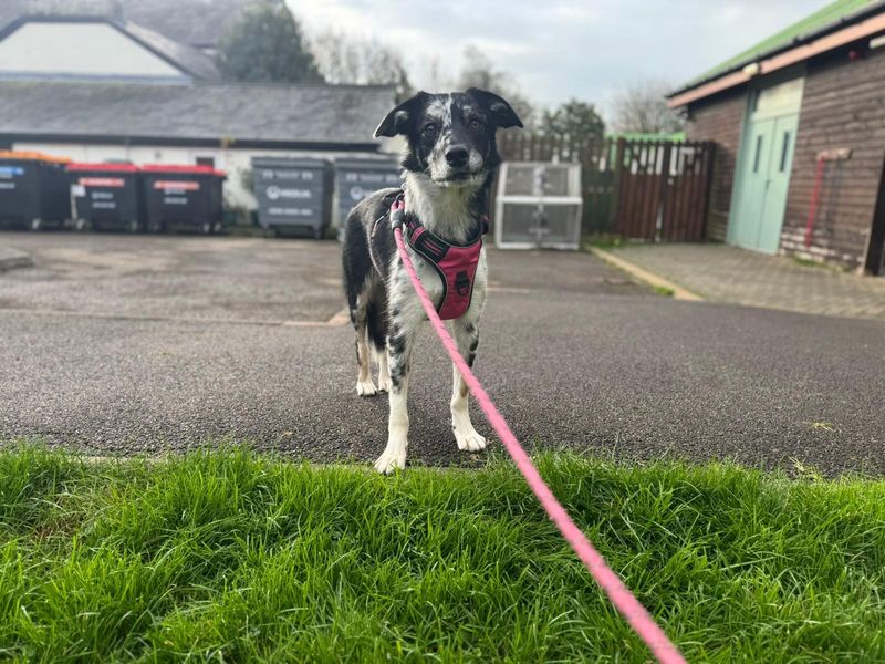 Border Collie for adoption in Wales, Somerset – 1 year old - Image 2 of 2