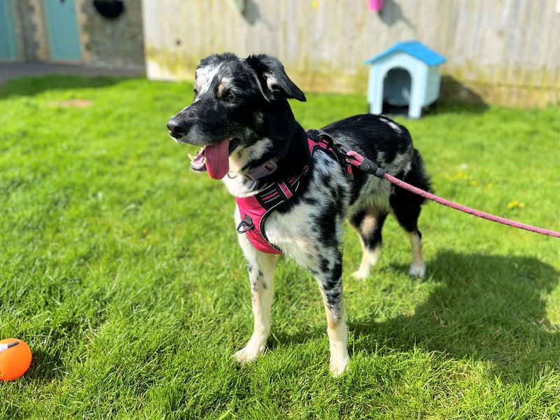 Mabel | Collie (Border) | Bridgend (Wales) - 1