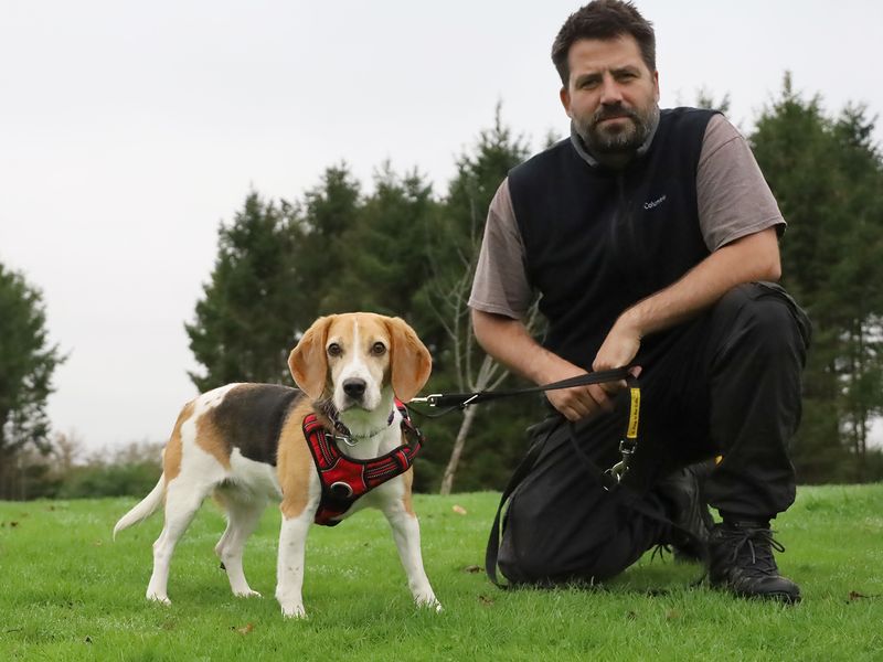 Beagle for adoption in Leeds, Yorkshire – 5 years old - Image 3 of 3