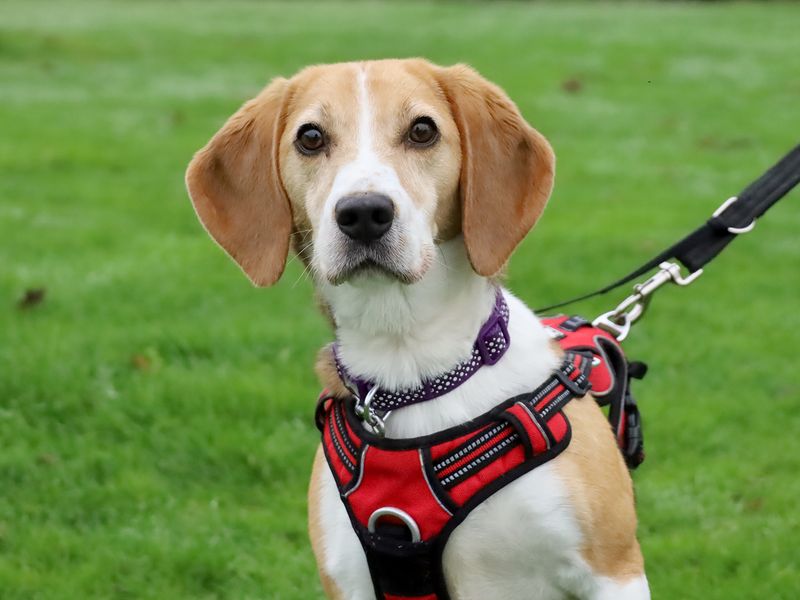 Beagle for adoption in Leeds, Yorkshire – 5 years old - Image 2 of 3