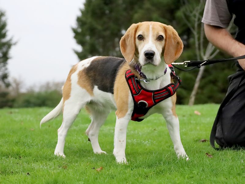 Beagle for adoption in Leeds, Yorkshire – 5 years old