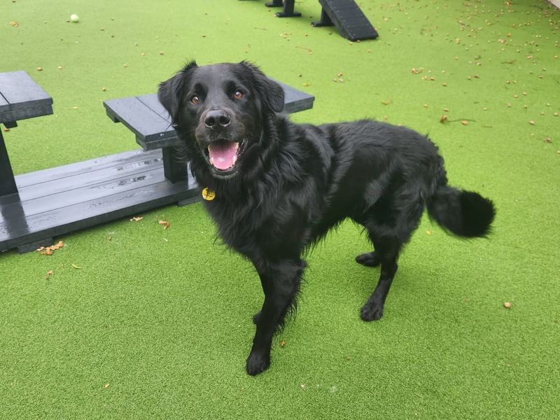 Border Collie for adoption in Chestfield, Kent – 2 years old
