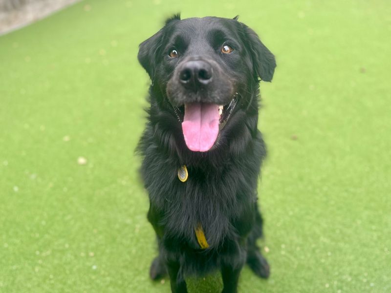 Border Collie for adoption in Chestfield, Kent – 2 years old - Image 3 of 3