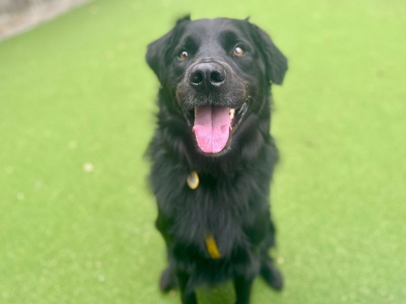 Border Collie for adoption in Chestfield, Kent – 2 years old - Image 2 of 3