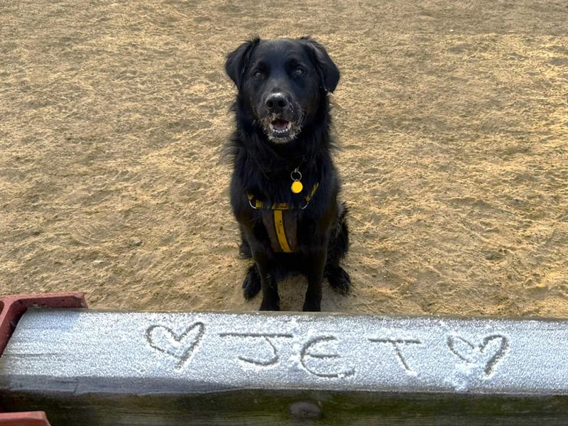 Jet | Collie (Border) Cross | Canterbury - 1
