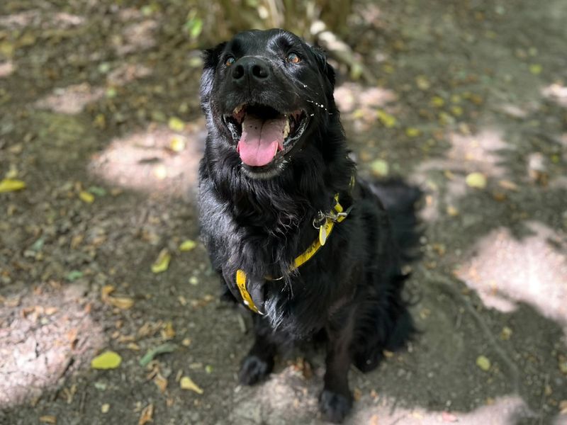 Jet | Collie (Border) Cross | Canterbury - 2