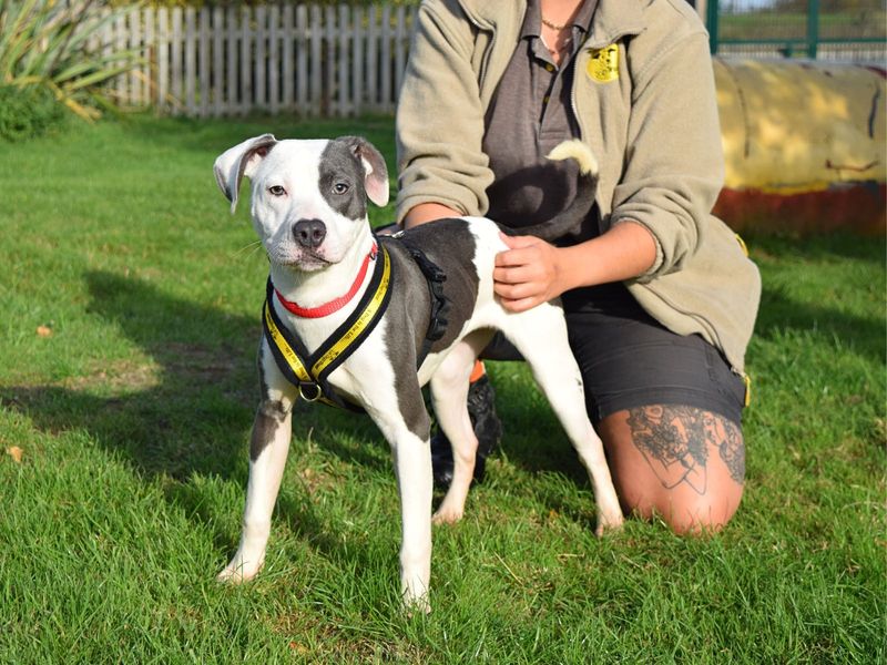 Staffordshire Bull Terrier for adoption in Uxbridge, London – 1 year old - Image 2 of 3