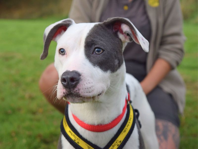 Staffordshire Bull Terrier for adoption in Uxbridge, London – 1 year old - Image 3 of 3