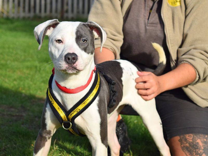Staffordshire Bull Terrier for adoption in Uxbridge, London – 1 year old