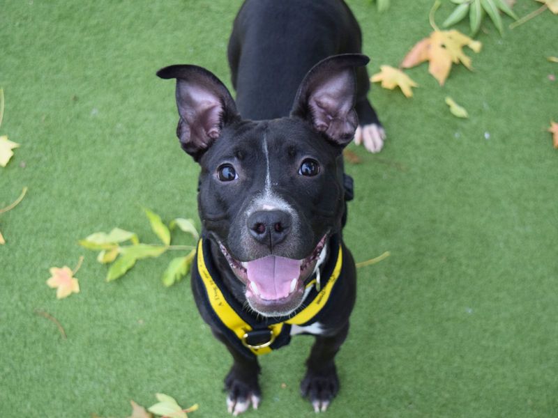 Staffordshire Bull Terrier for adoption in Uxbridge, London – 8 months old
