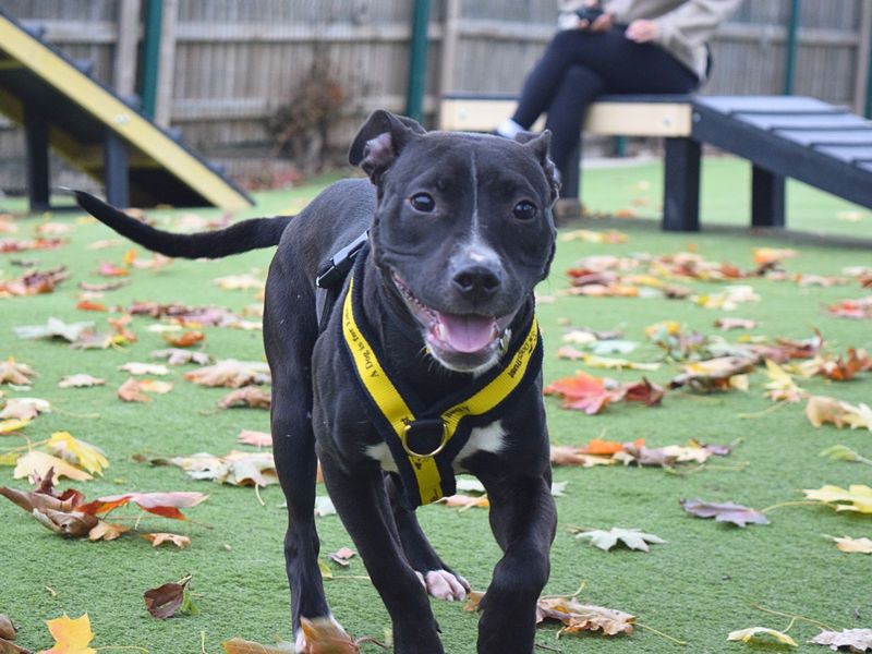 Staffordshire Bull Terrier for adoption in Uxbridge, London – 8 months old - Image 2 of 2