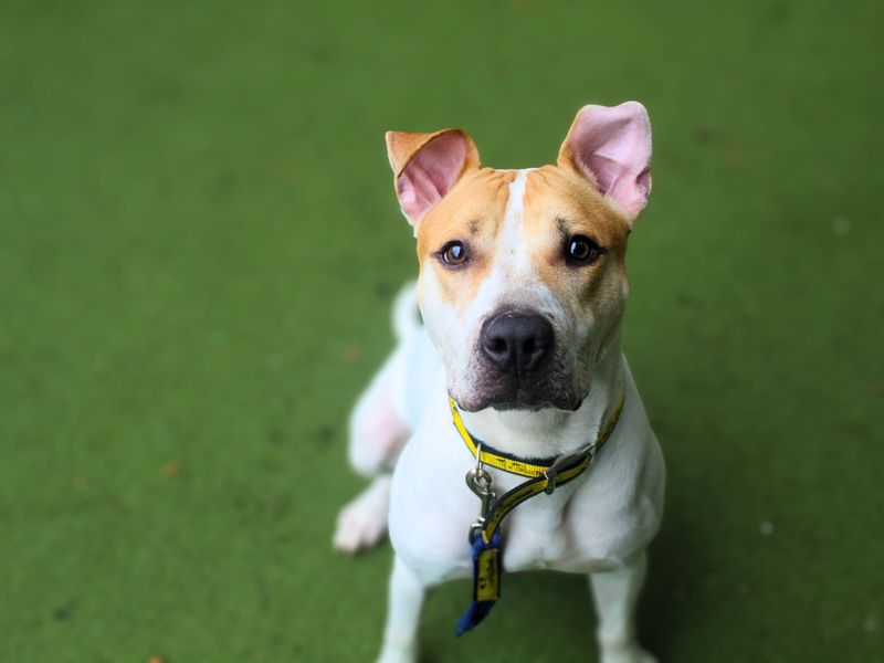 American Bulldog for adoption in Snetterton, Norfolk – 1 year old