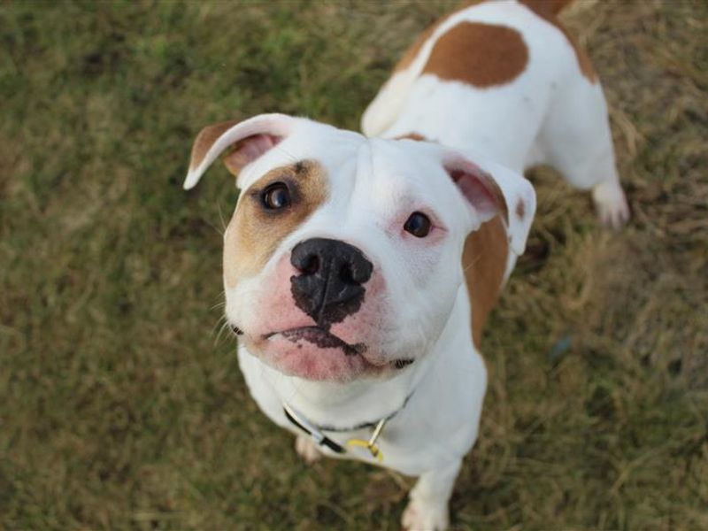 Nova | American Bulldog | Snetterton (Norfolk) - 1