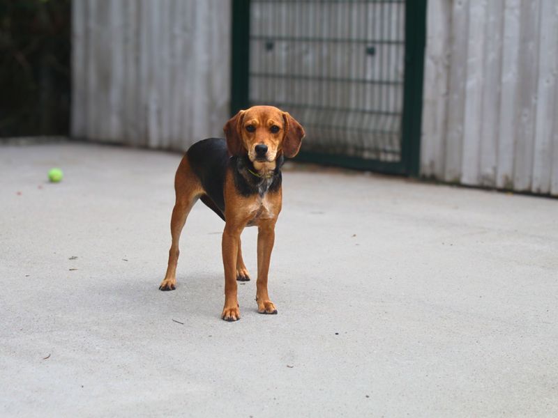 Beagle for adoption in Manchester, Greater Manchester – 1 year old