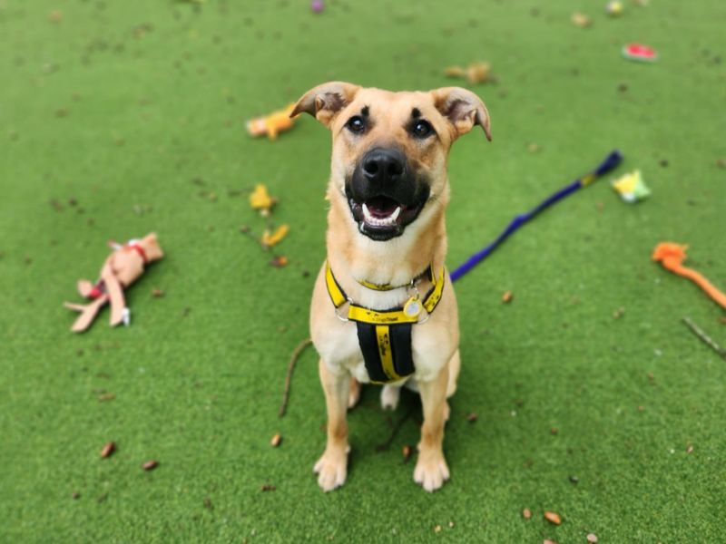 German Shepherd for adoption in Chestfield, Kent – 11 months old - Image 3 of 4