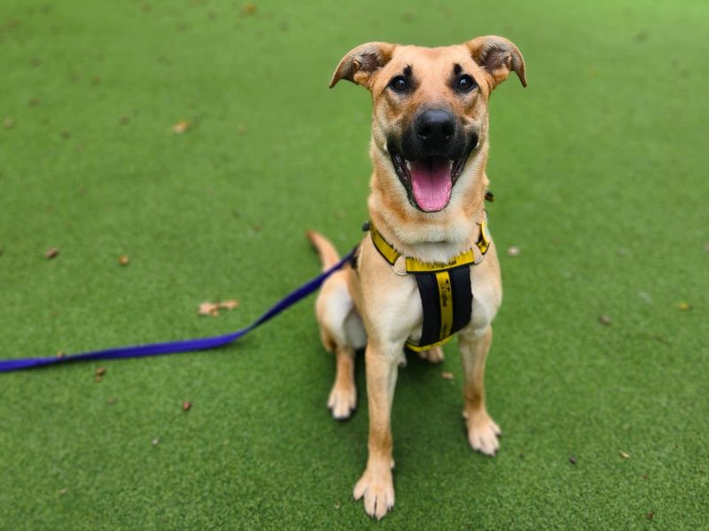 German Shepherd Dogs And Puppies For Adoption