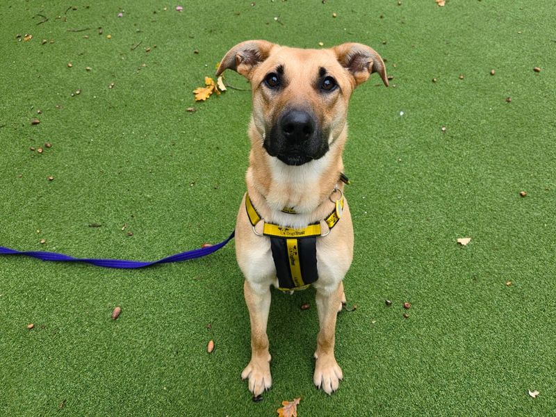 German Shepherd for adoption in Chestfield, Kent – 11 months old - Image 2 of 4