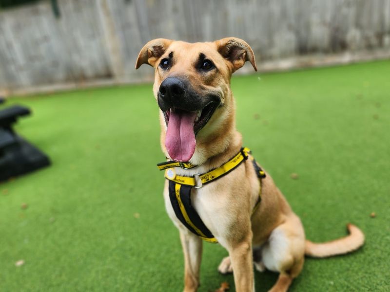 German Shepherd for adoption in Chestfield, Kent – 11 months old - Image 4 of 4