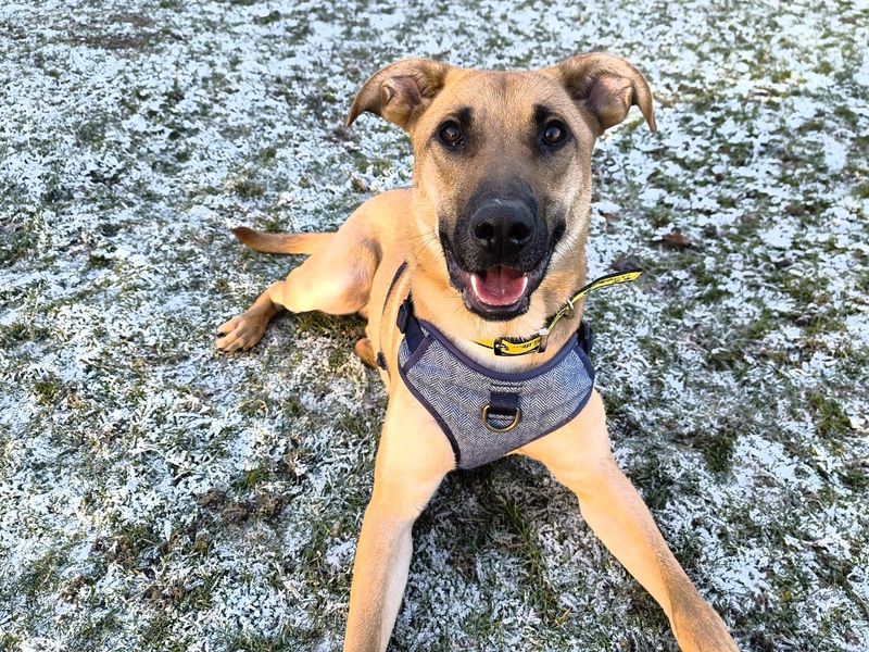 Tailor | German Shepherd Dog Cross | Canterbury - 1