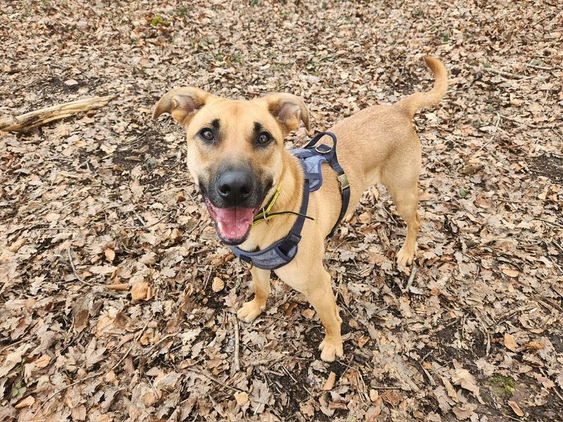 undefined | German Shepherd Dog Cross | undefined - 2