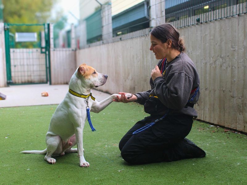 Staffordshire Bull Terrier for adoption in Manchester, Greater Manchester – 1 year old - Image 2 of 4