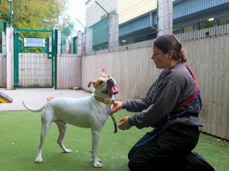 Staffordshire Bull Terrier for adoption in Manchester, Greater Manchester – 1 year old - Image 4 of 4