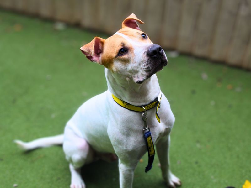 Staffordshire Bull Terrier for adoption in Manchester, Greater Manchester – 1 year old