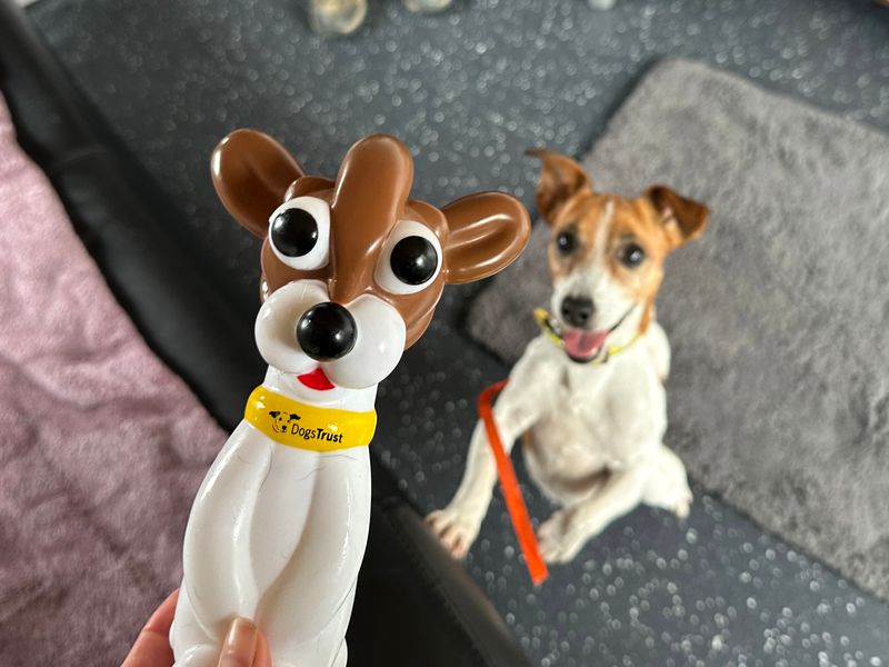 Jack Russell Terrier for adoption in Shoreham by Sea, West Sussex – 10 years old - Image 7 of 7