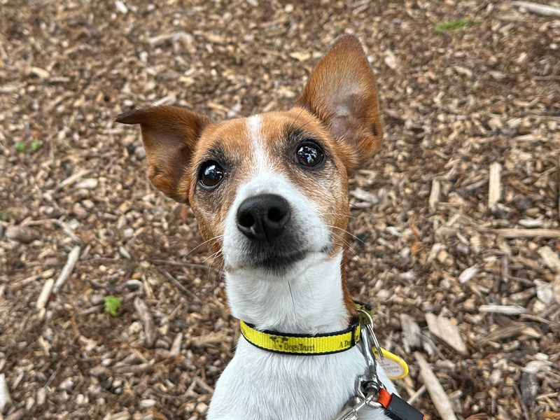 Jack Russell Terrier for adoption in Shoreham by Sea, West Sussex – 10 years old - Image 3 of 7
