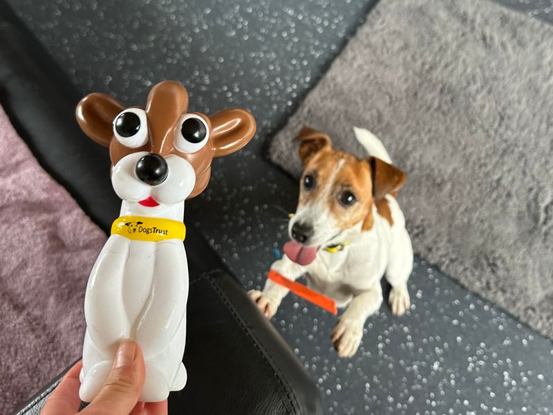 Jack Russell Terrier for adoption in Shoreham by Sea, West Sussex – 10 years old