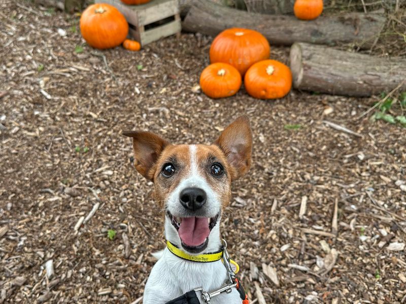 Jack Russell Terrier for adoption in Shoreham by Sea, West Sussex – 10 years old - Image 2 of 7