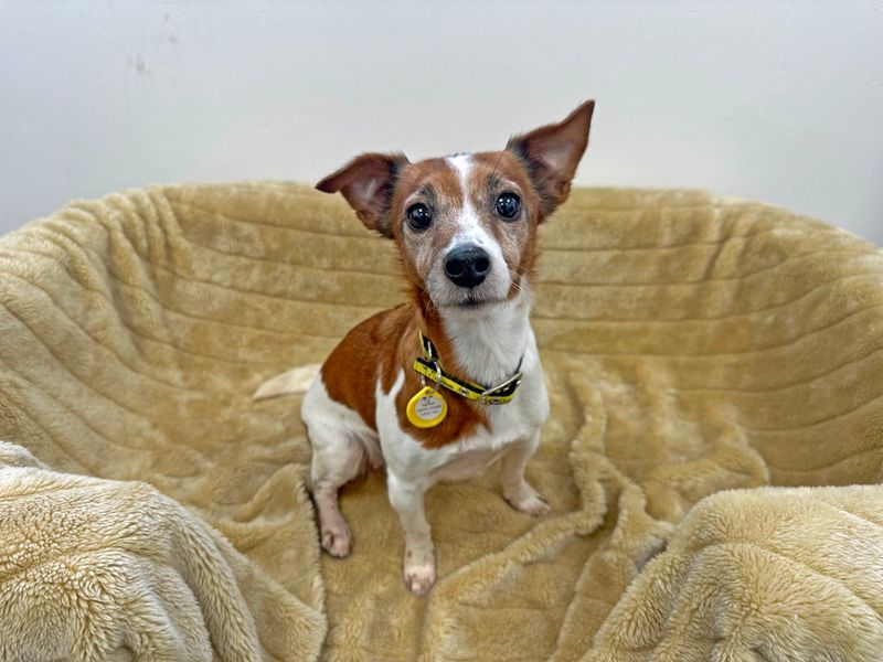 Hattie | Terrier (Jack Russell) | Shoreham (Sussex) - 1