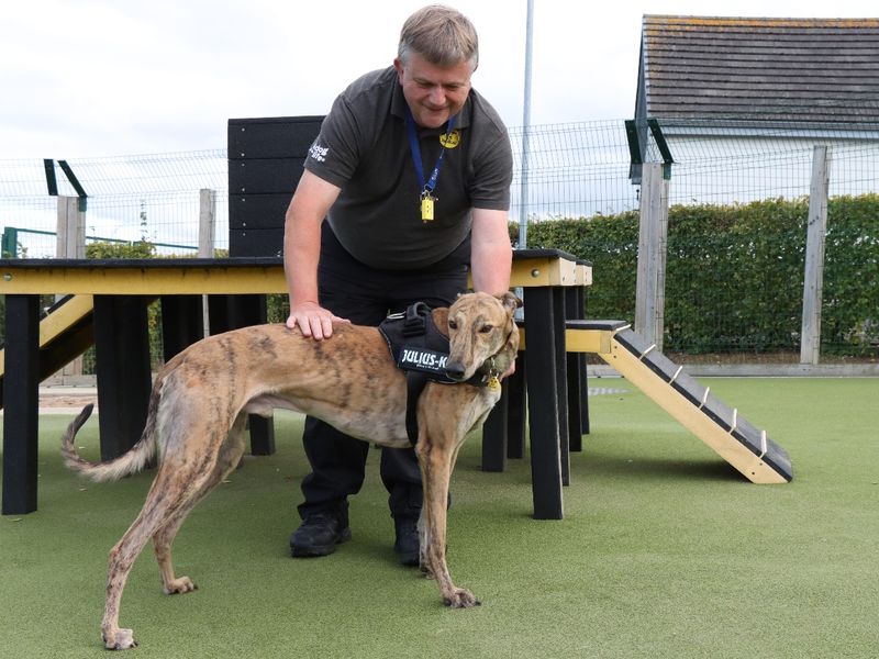 Greyhound for adoption in Evesham, Worcestershire – 3 years old