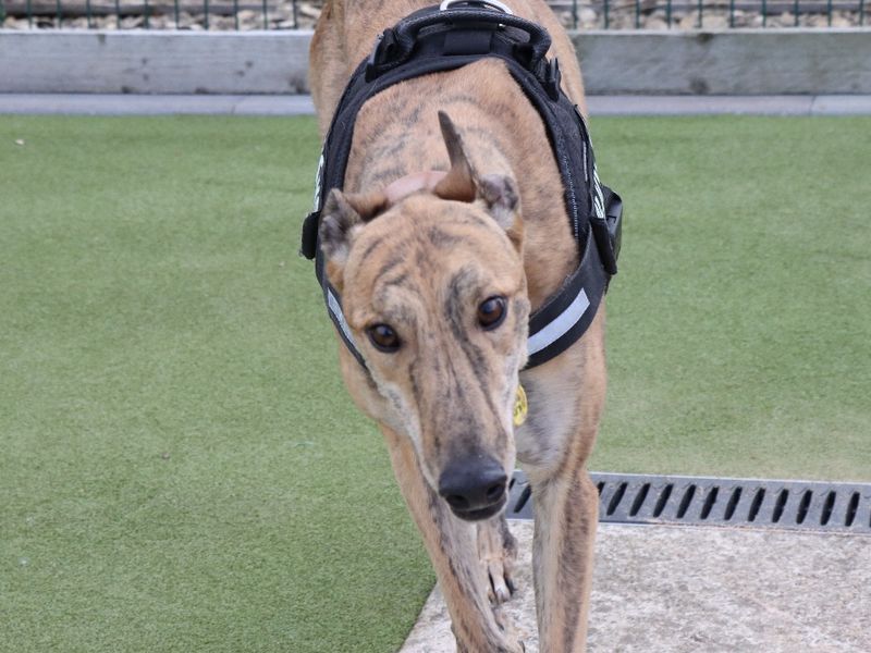 Greyhound for adoption in Evesham, Worcestershire – 3 years old - Image 2 of 2