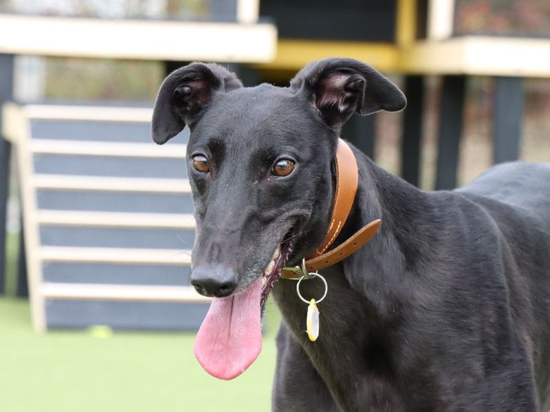 Greyhound for adoption in Evesham, Worcestershire – 3 years old
