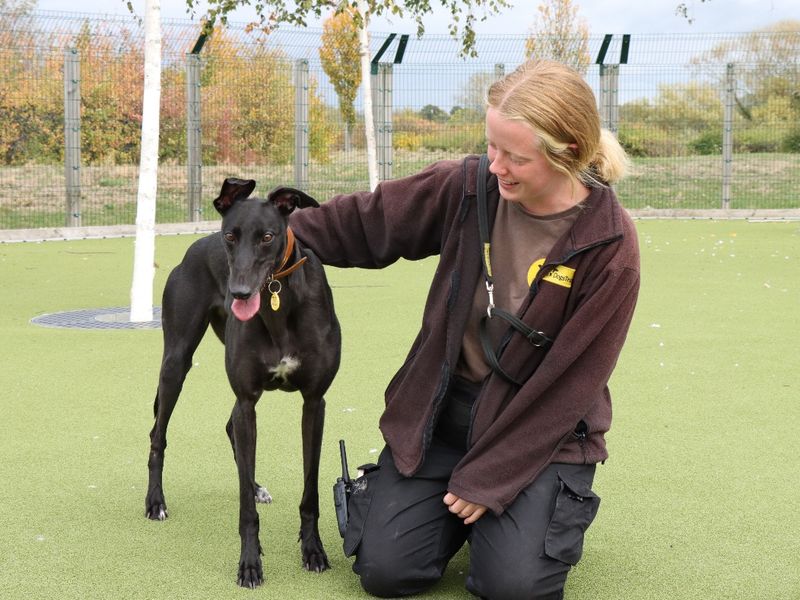Greyhound for adoption in Evesham, Worcestershire – 3 years old - Image 2 of 2