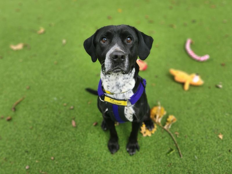 Springer Spaniel for adoption in Chestfield, Kent – 3 years old - Image 3 of 3