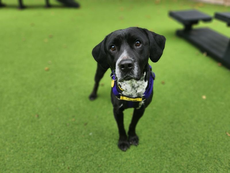 Orbit | Spaniel (English Springer) Cross | Canterbury - 1