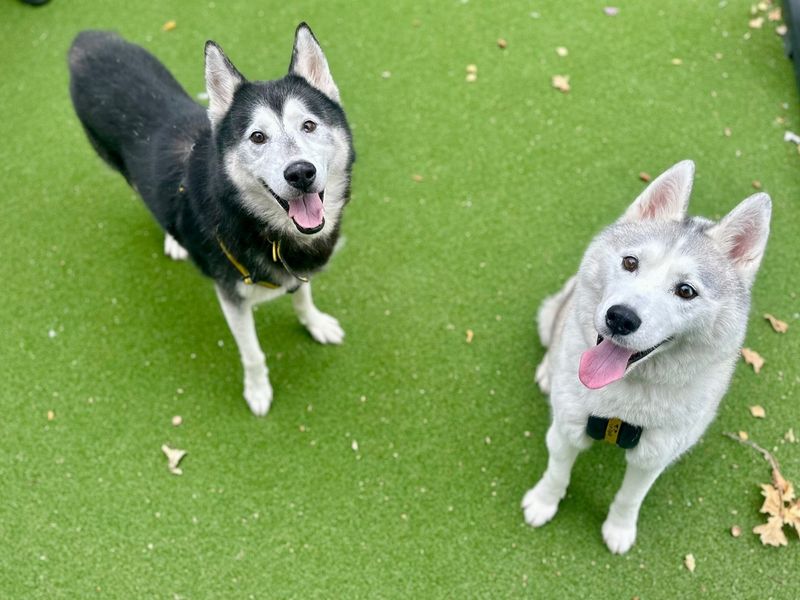 Siberian Husky for adoption in Chestfield, Kent – 10 years old - Image 2 of 3