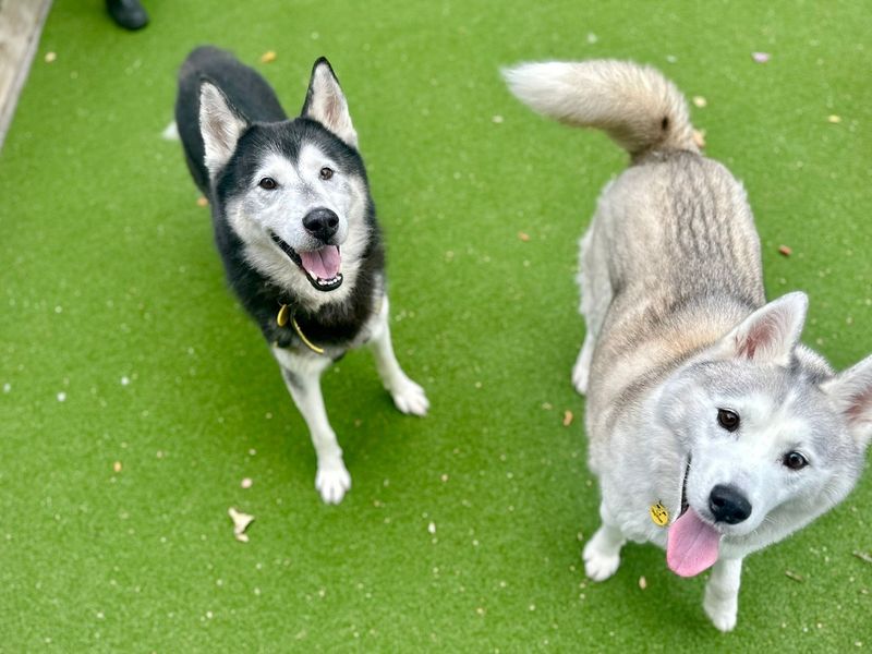 Siberian Husky for adoption in Chestfield, Kent – 10 years old - Image 3 of 3