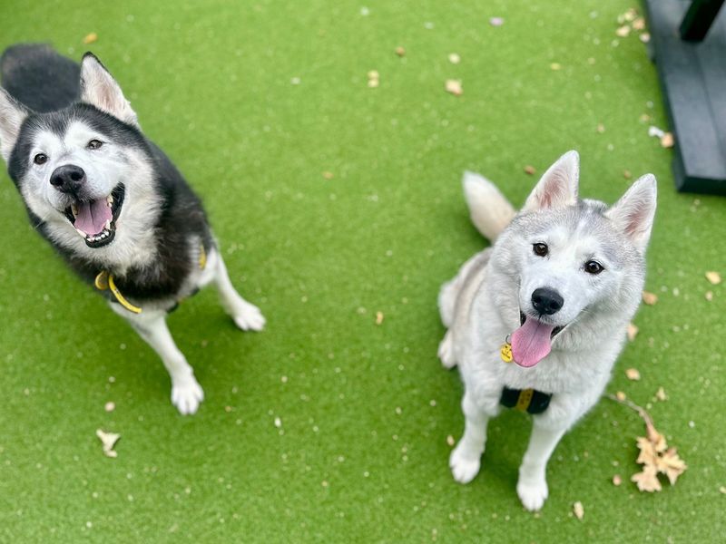 Siberian Husky for adoption in Chestfield, Kent – 10 years old